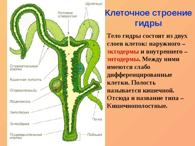 Кракен дарк шоп